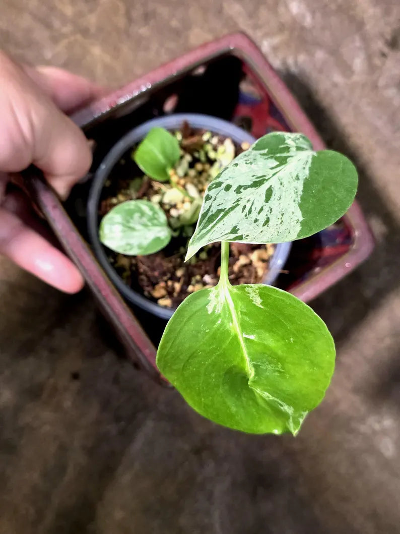 Rare Monstera Bulbasaur Variegated - Exact Plant - (July-24-25)