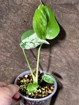 Rare Monstera Bulbasaur Variegated - Exact Plant - (July-24-25)