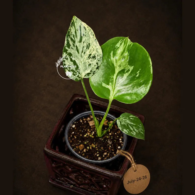 Rare Monstera Bulbasaur Variegated - Exact Plant - (July-24-26-ER)