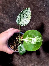 Rare Monstera Bulbasaur Variegated - Exact Plant - (July-24-26-ER)