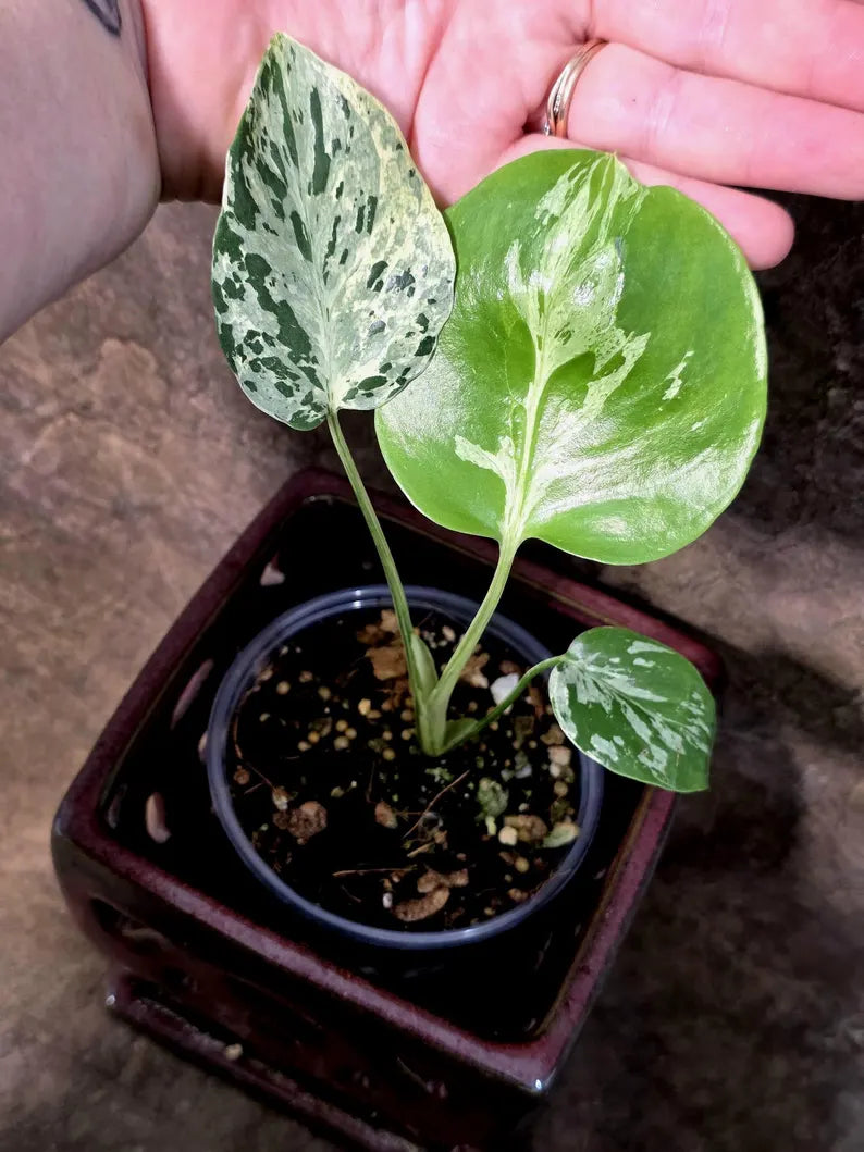Rare Monstera Bulbasaur Variegated - Exact Plant - (July-24-26-ER)