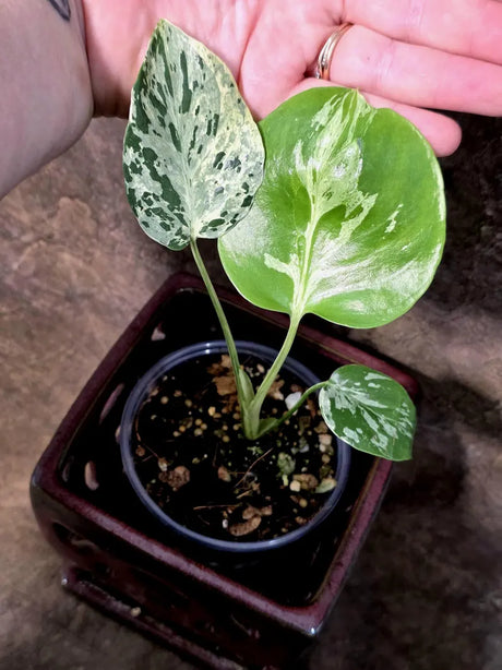 Rare Monstera Bulbasaur Variegated - Exact Plant - (July-24-26-ER)
