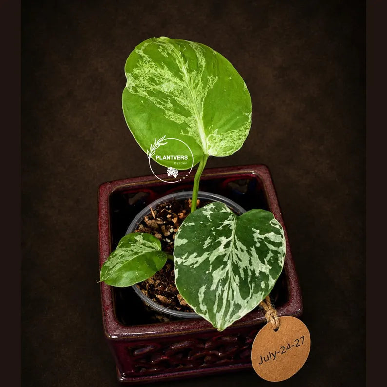 Rare Monstera Bulbasaur Variegated - Exact Plant - (July-24-27-ER)