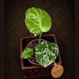 Rare Monstera Bulbasaur Variegated - Exact Plant - (July-24-27-ER)