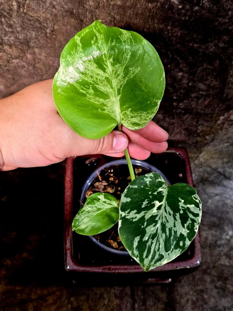 Rare Monstera Bulbasaur Variegated - Exact Plant - (July-24-27-ER)