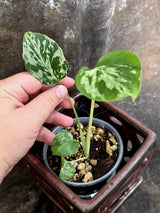 Rare Monstera Bulbasaur Variegated - Exact Plant - (July-24-28-ER)