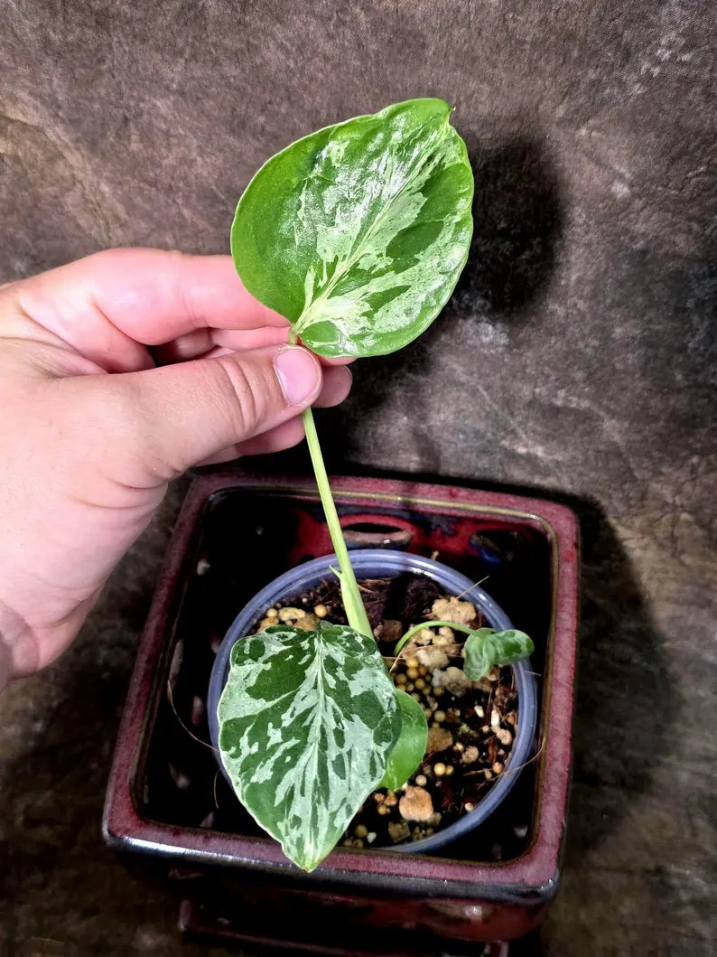 Rare Monstera Bulbasaur Variegated - Exact Plant - (July-24-28-ER)