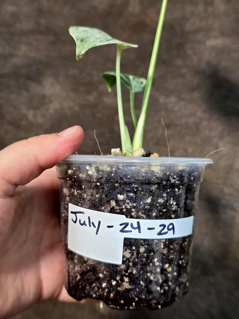 Rare Monstera Bulbasaur Variegated - Exact Plant - (July-24-29-ER)