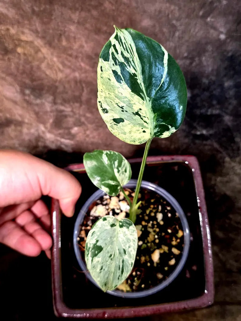 Rare Monstera Bulbasaur Variegated - Exact Plant - (July-24-29-ER)