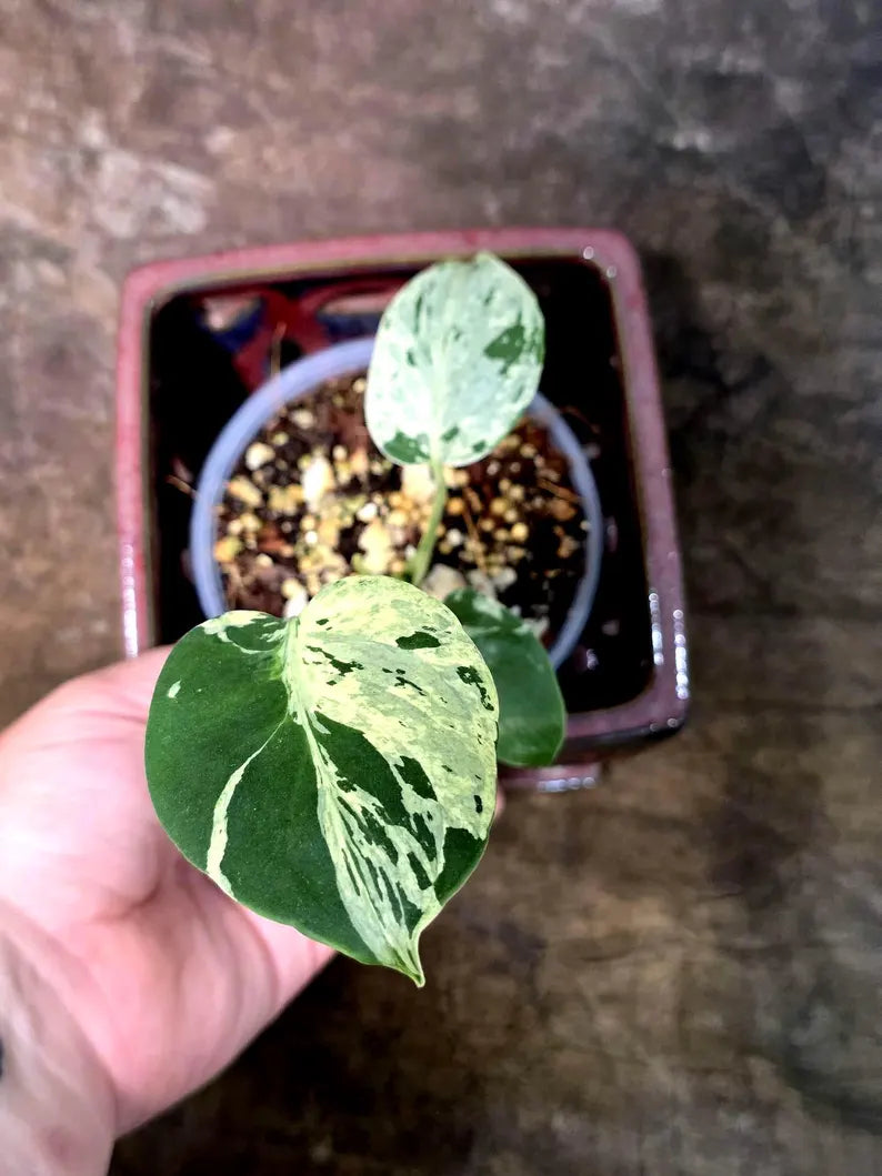 Rare Monstera Bulbasaur Variegated - Exact Plant - (July-24-29-ER)