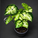 Syngonium Podophyllum Pixie 3" Pot - Mini Pixie Plant - Dwarf Syngonium - Arrowhead Plant - Live Indoor Plant