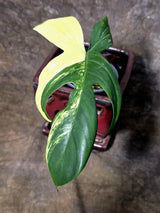 Variegated Philodendron Florida Beauty - (July-24-34)