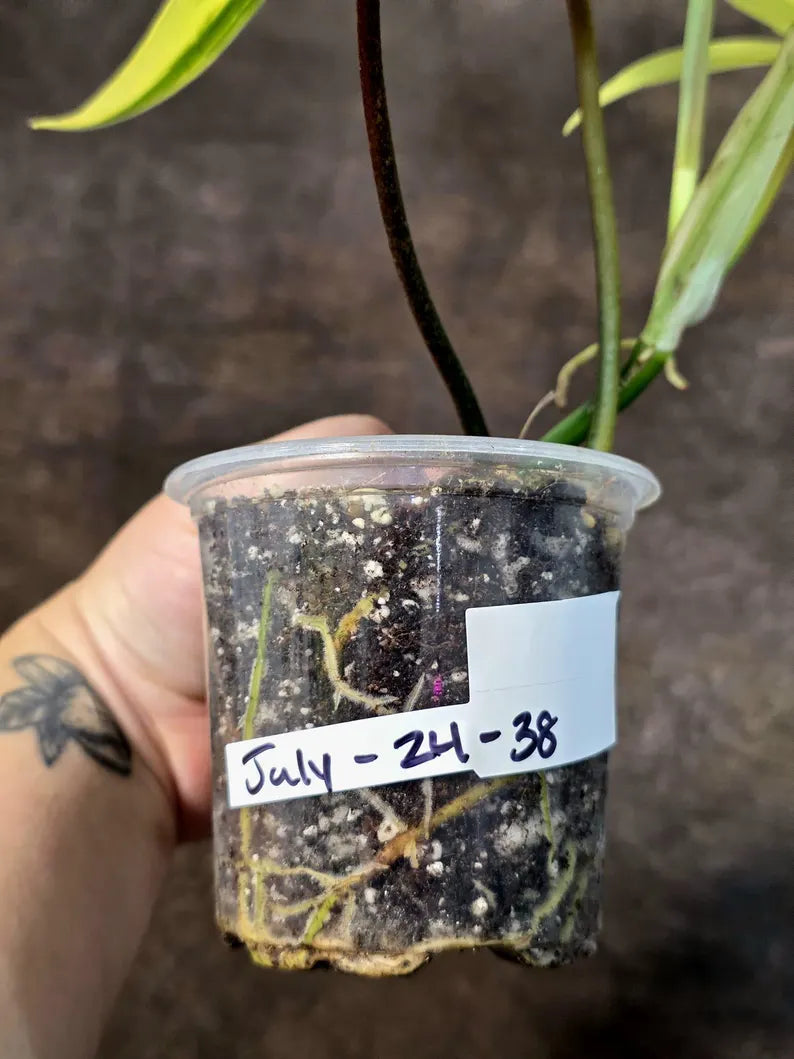 Variegated Philodendron Florida Beauty - Rare Collector Plant (July-24-38)