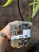 Variegated Philodendron Florida Beauty - Rare Collector Plant (July-24-38)