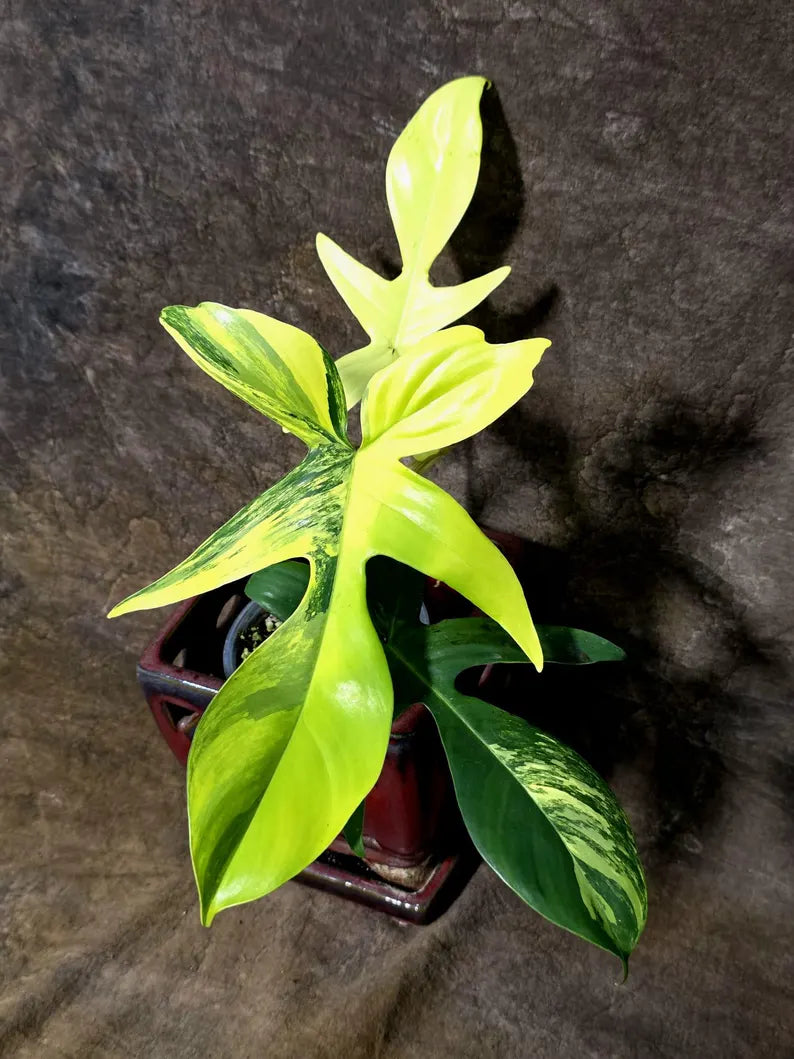 Variegated Philodendron Florida Beauty - Rare Collector Plant (July-24-38)