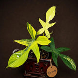 Variegated Philodendron Florida Beauty - Rare Collector Plant (July-24-38)