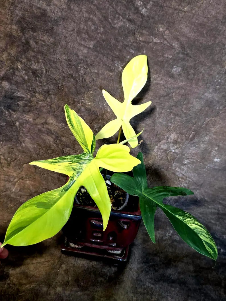 Variegated Philodendron Florida Beauty - Rare Collector Plant (July-24-38)