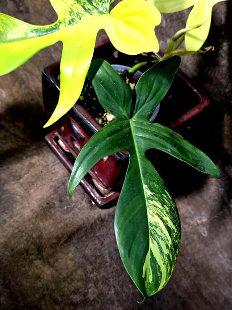Variegated Philodendron Florida Beauty - Rare Collector Plant (July-24-38)