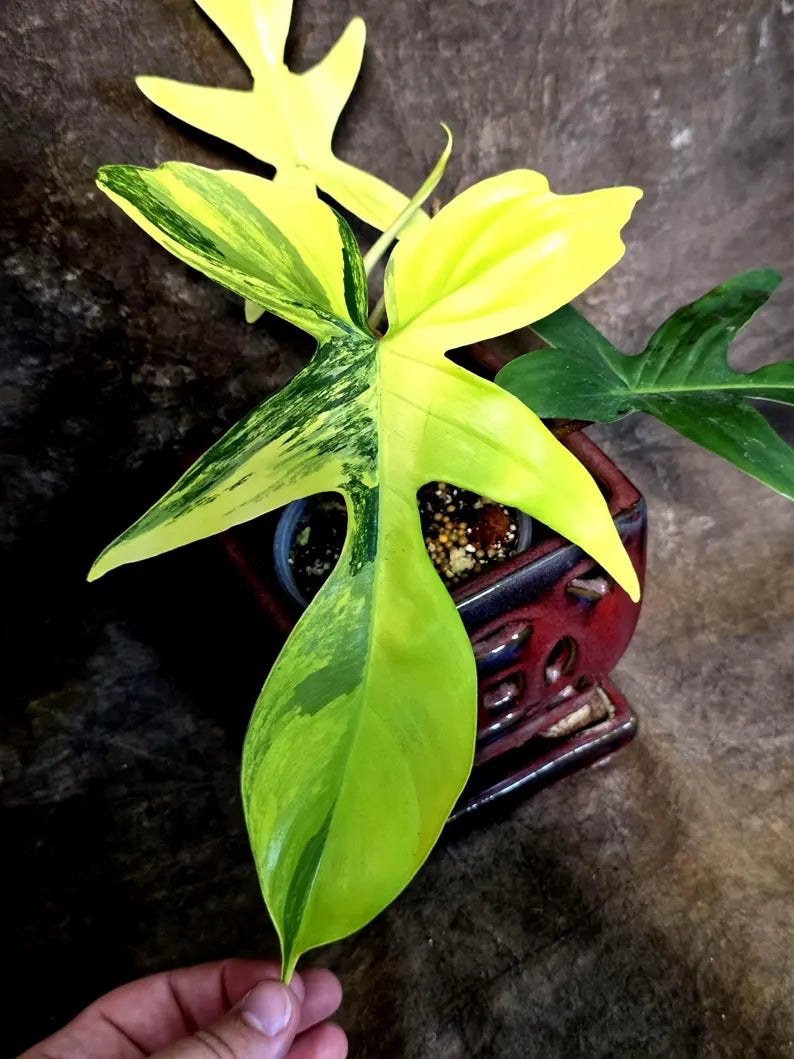 Variegated Philodendron Florida Beauty - Rare Collector Plant (July-24-38)