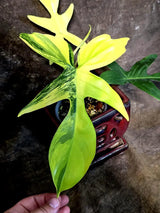 Variegated Philodendron Florida Beauty - Rare Collector Plant (July-24-38)