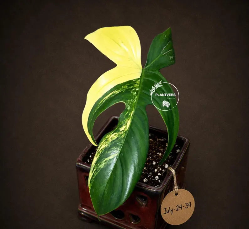 Variegated Philodendron Florida Beauty - (July-24-34)