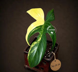Variegated Philodendron Florida Beauty - (July-24-34)