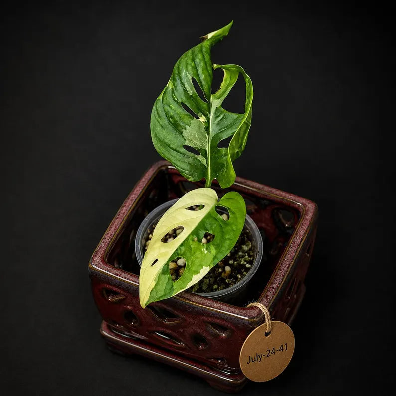 Variegated Monstera Adansonii Albo Live Plant - (July-24-41)