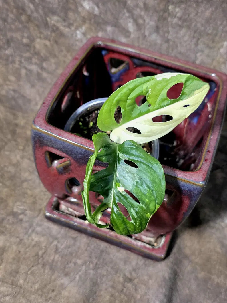 Variegated Monstera Adansonii Albo Live Plant - (July-24-41)