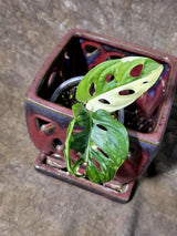 Variegated Monstera Adansonii Albo Live Plant - (July-24-41)
