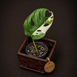 Variegated Monstera Adansonii Albo Live Plant - (July-24-40)