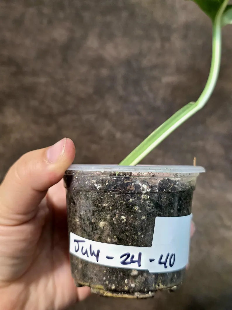 Variegated Monstera Adansonii Albo Live Plant - (July-24-40)