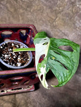 Variegated Monstera Adansonii Albo Live Plant - (July-24-40)