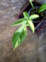 Variegated Philodendron Florida Beauty - Rare Collector Plant (July-24-37)