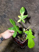 Variegated Philodendron Florida Beauty - Rare Collector Plant (July-24-37)