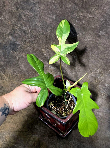 Variegated Philodendron Florida Beauty - Rare Collector Plant (July-24-37)