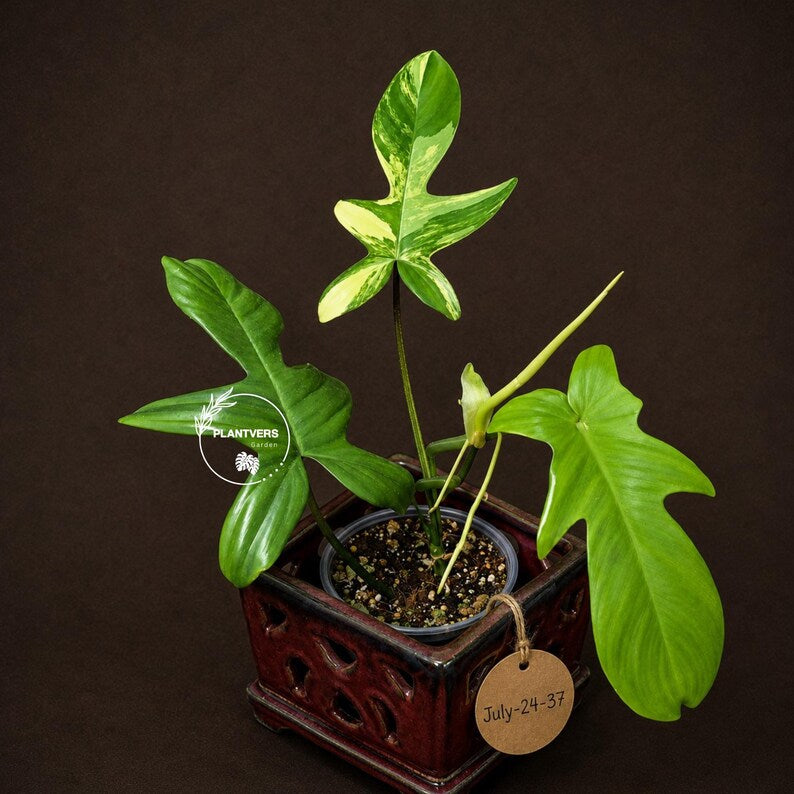 Variegated Philodendron Florida Beauty - Rare Collector Plant (July-24-37)