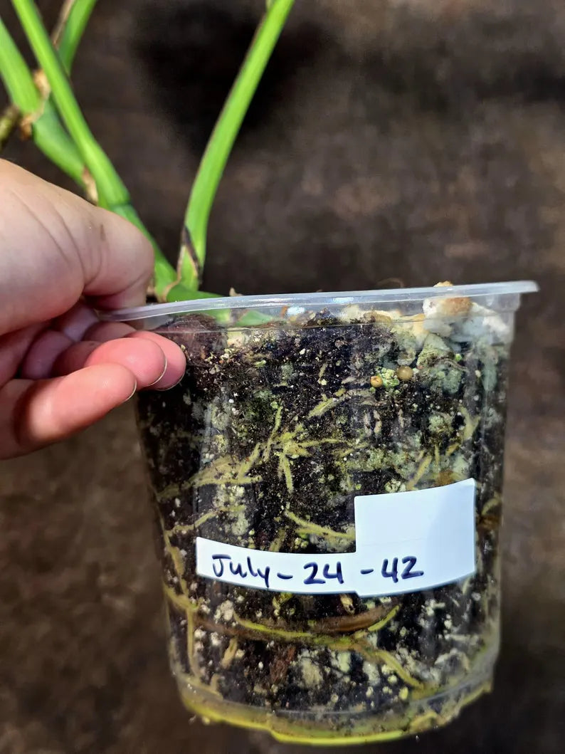 Monstera Aurea Variegated Plant - Exact Rare Tropical Aroids (July-24-42)