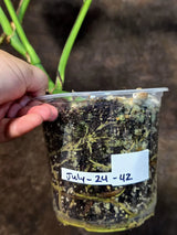 Monstera Aurea Variegated Plant - Exact Rare Tropical Aroids (July-24-42)