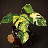 Monstera Aurea Variegated Plant - Exact Rare Tropical Aroids (July-24-42)