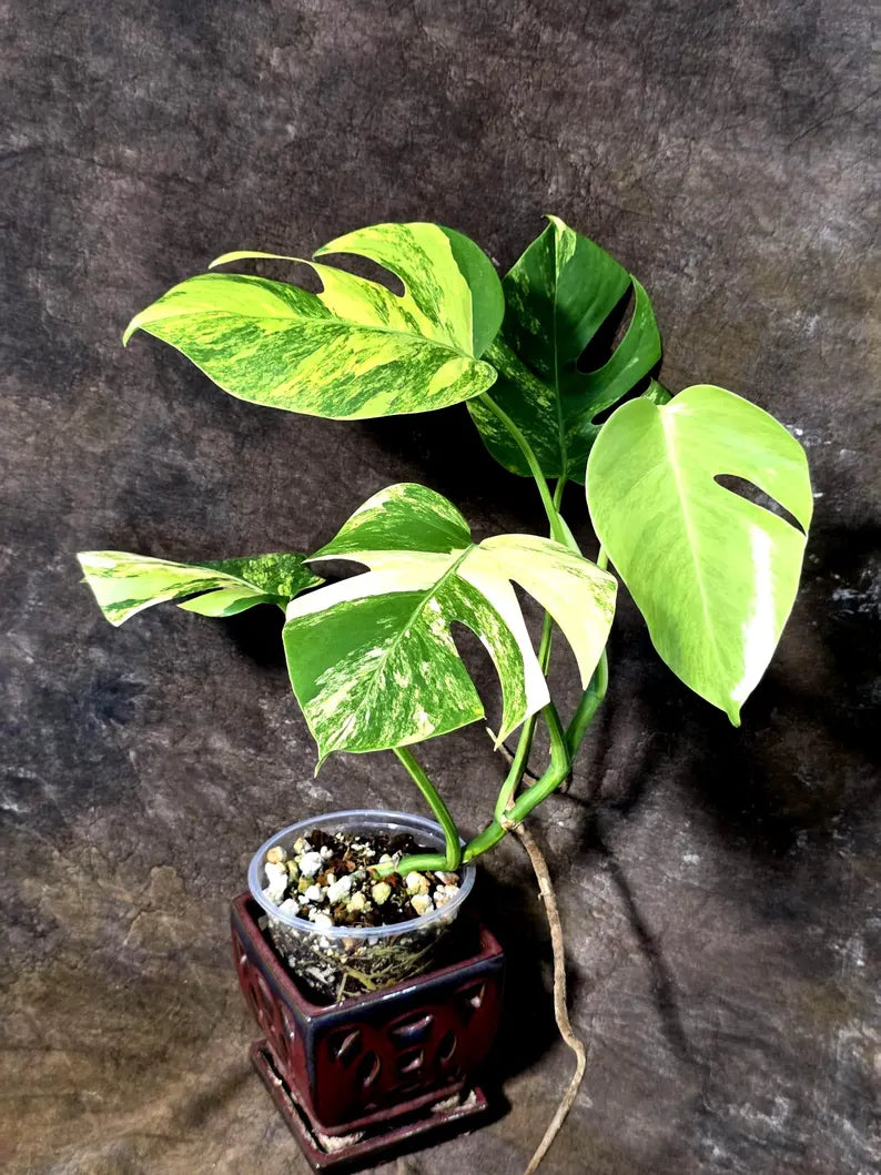 Monstera Aurea Variegated Plant - Exact Rare Tropical Aroids (July-24-42)