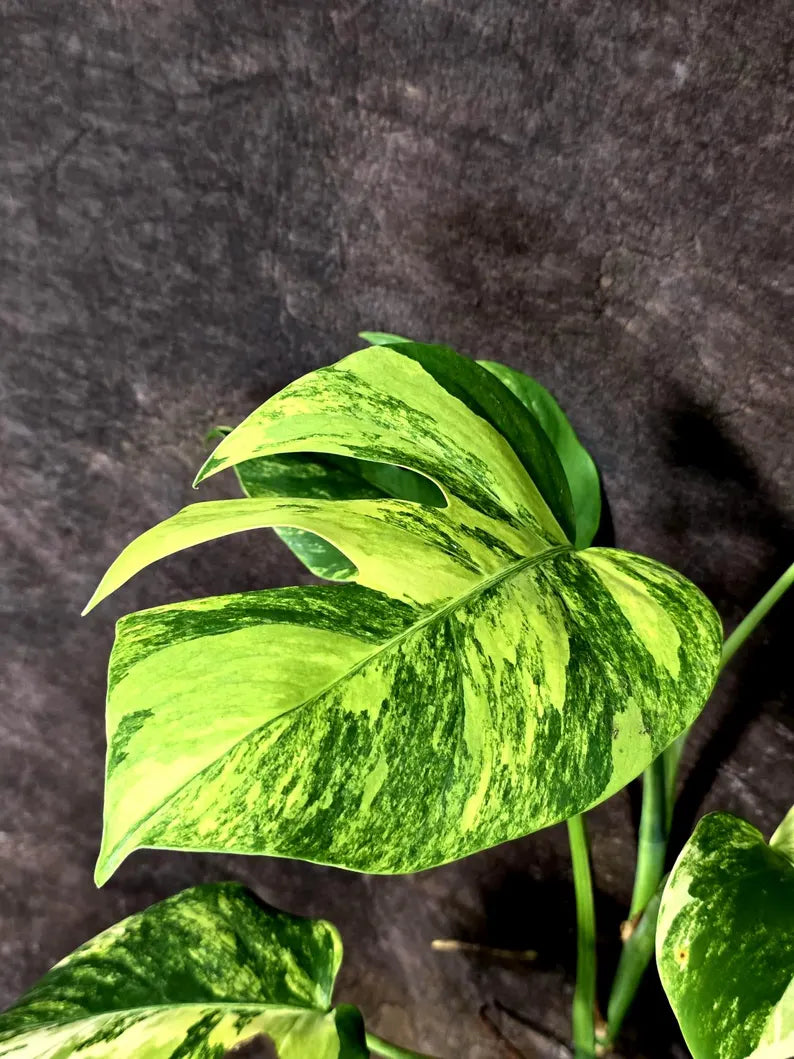 Monstera Aurea Variegated Plant - Exact Rare Tropical Aroids (July-24-42)