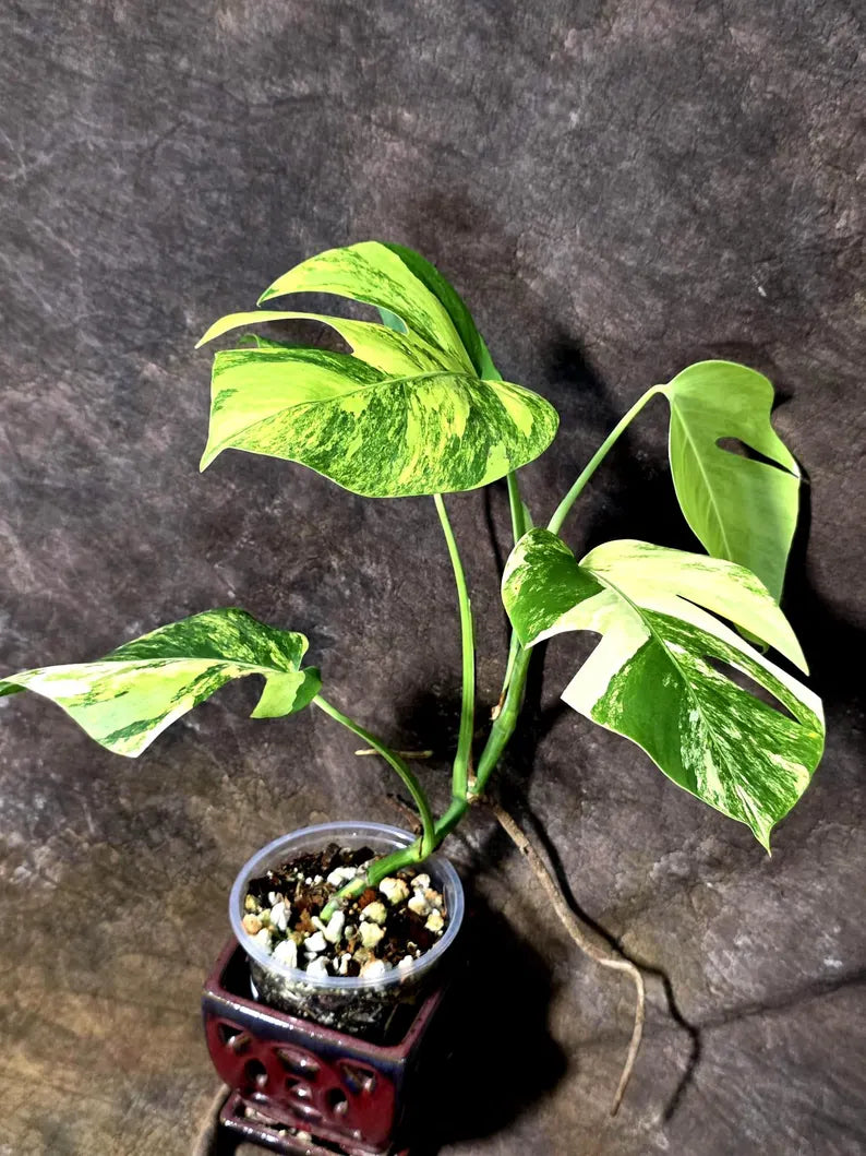 Monstera Aurea Variegated Plant - Exact Rare Tropical Aroids (July-24-42)