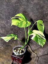 Monstera Aurea Variegated Plant - Exact Rare Tropical Aroids (July-24-42)