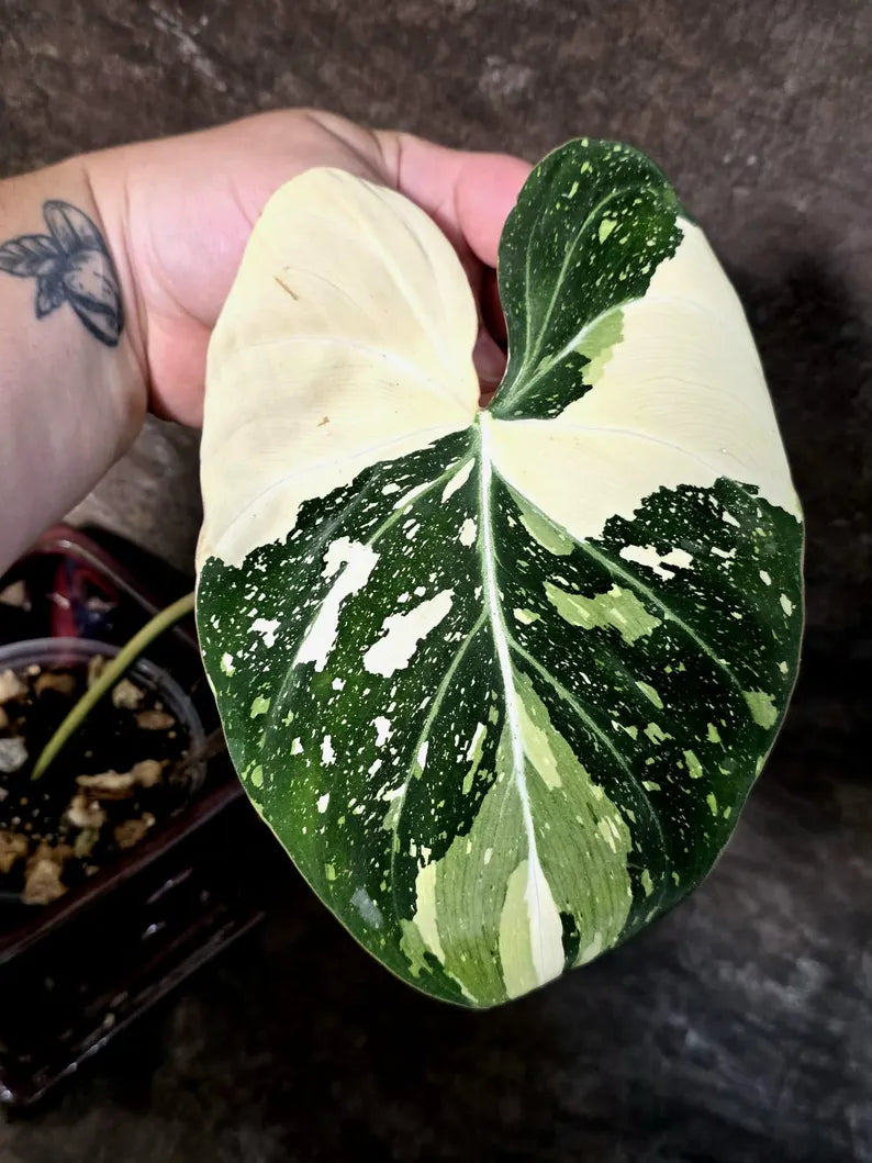 Philodendron Gloriosum Tricolor Plant in Nursery Pot - (July-24-35-ER)