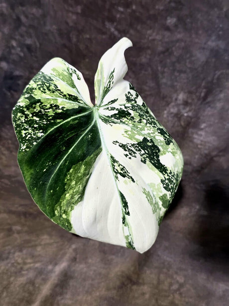 Philodendron Gloriosum Tricolor Plant in Nursery Pot -(July-24-39-ER)
