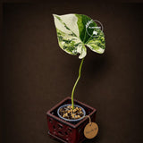 Philodendron Gloriosum Tricolor Plant in Nursery Pot -(July-24-39-ER)