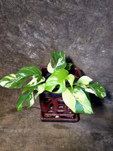 Variegated Rhaphidophora Tetrasperma Albo - (July-14-04)