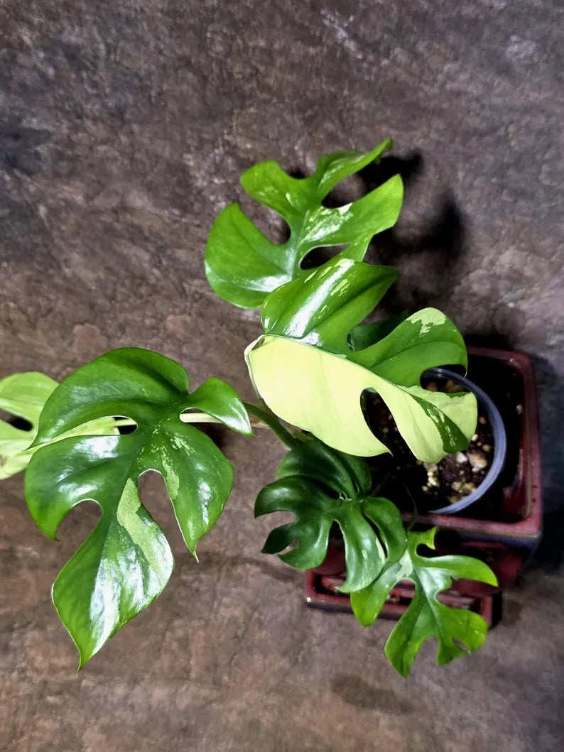 Variegated Rhaphidophora Tetrasperma Albo - (July-14-06)