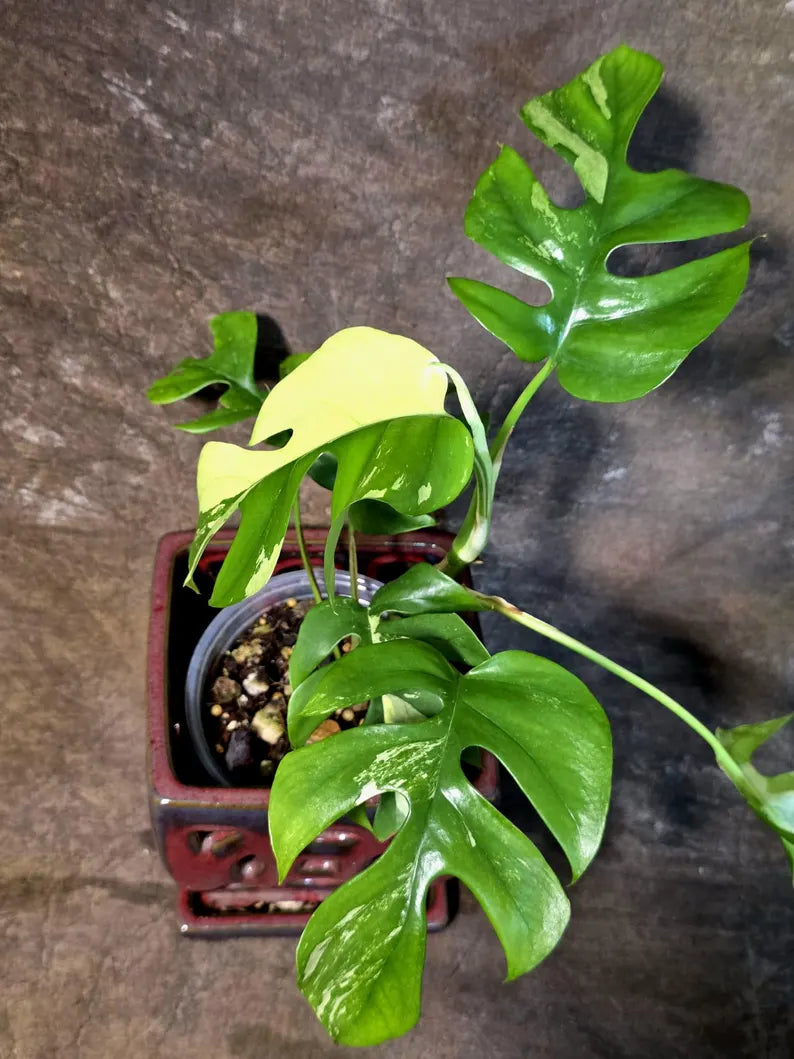 Variegated Rhaphidophora Tetrasperma Albo - (July-14-06)