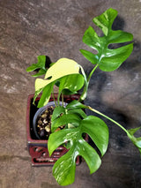 Variegated Rhaphidophora Tetrasperma Albo - (July-14-06)